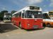Preserved Midland Red Leopard